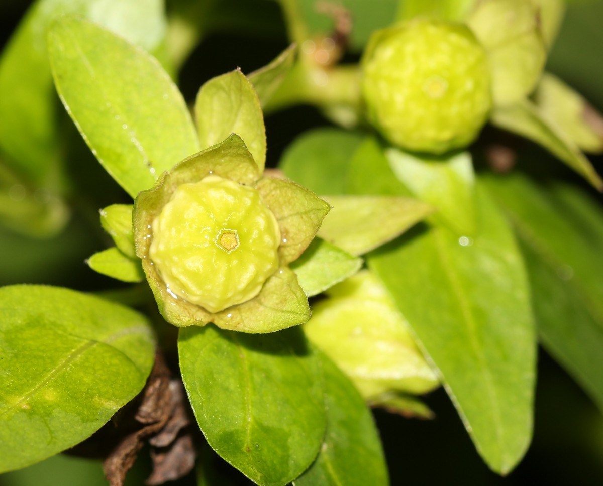 Mirabilis jalapa L.